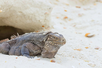 Large scaly Iguana close-up against a background of sand