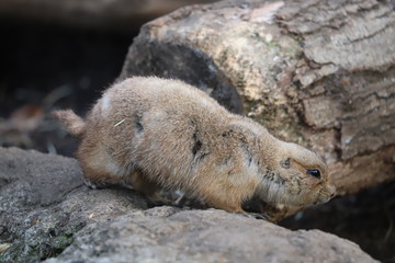 プレーリードッグ