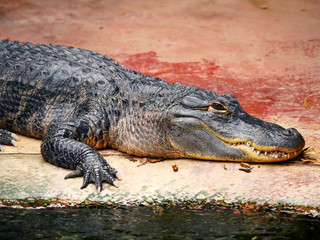 Crocodile