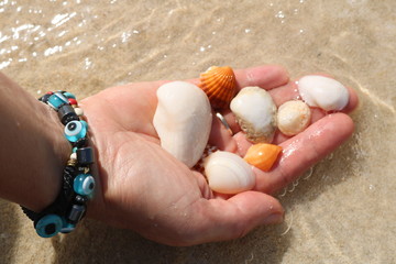 The palm of a woman with seashells in the water.