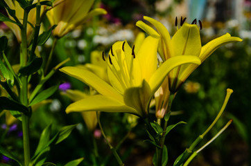 Yellow lily on a flowerbed in garden