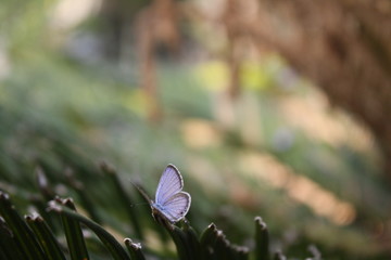 Gram Blue Butterfly