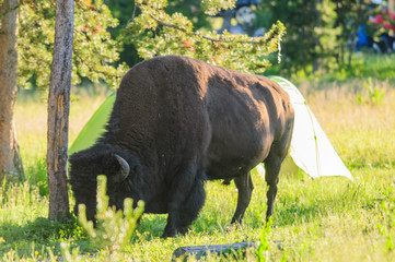 Bison grazing in Yellowstone