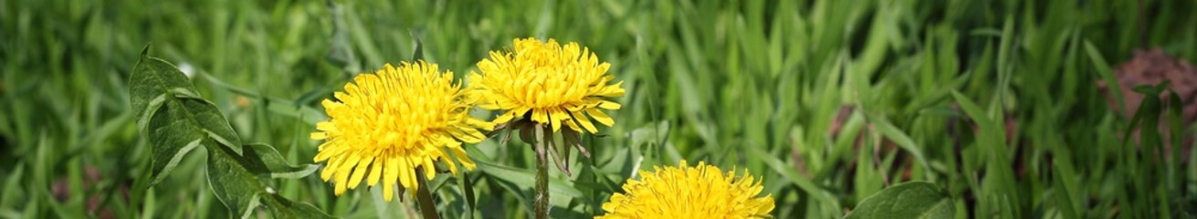 Banner of Dandelion yellow flower growing in spring time