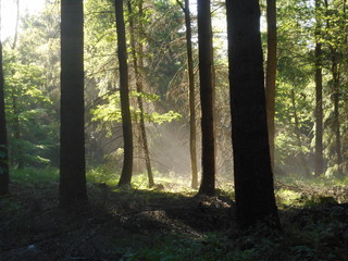 Wald Sonne Sonnenstrahlen