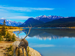 Fantastic deer and Indian Summer
