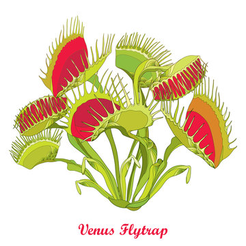 Vector drawing of Venus Flytrap or Dionaea muscipula with open and close trap in red and green isolated on white background. Carnivorous tropical plant Venus flytrap in contour for botany design.