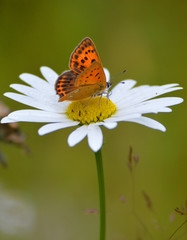 Scarce copper female butterfly