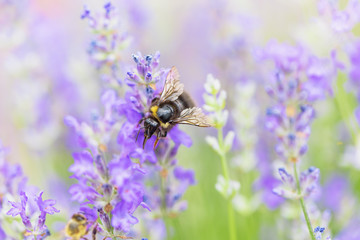 Bumblebee on lavender flower. Natural defocused background. 