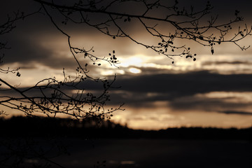 Silhouette of branches in sunset
