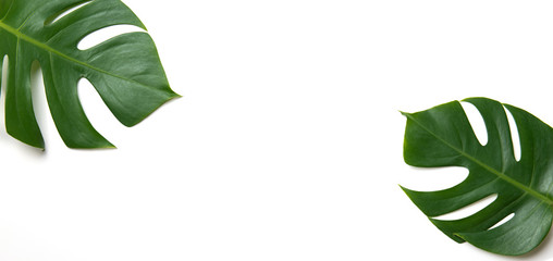 Tropical green monstera leaves nature on white background with summer and spring concept, copy space, Top view, Flat lay. © oatawa