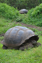 Naklejka premium Galapagos Giant Tortoise at the El Chato / Los Primativos ranch on Santa Cruz, Galapagos Islands