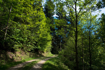 Fototapeta na wymiar Wanderweg im Schwarzwald