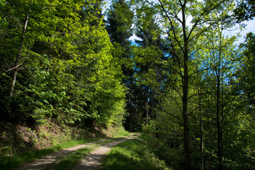 Wanderweg im Schwarzwald