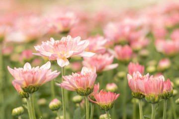 Beautiful Pink or Purple chrysanthemum flower blooming in garden. Soft focus.