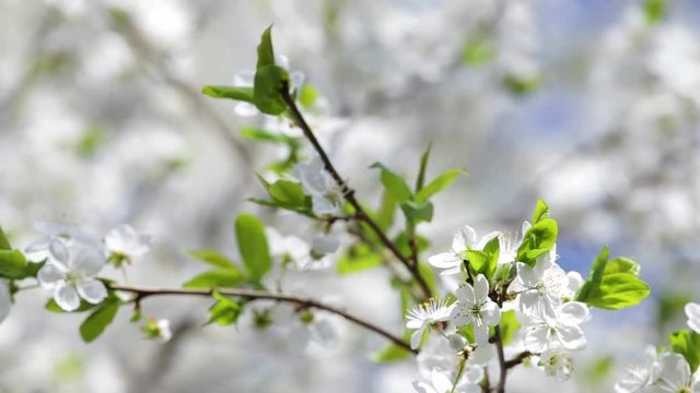 Beauiful spring background. Closeup view of white flowers at branch of fruit trees isolated at sunny bright blue sky background on sunny spring day outdoors.