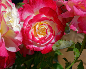 colorful rose flower in  the garden