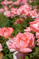 pink rose flowers cultivation, strong bokeh
