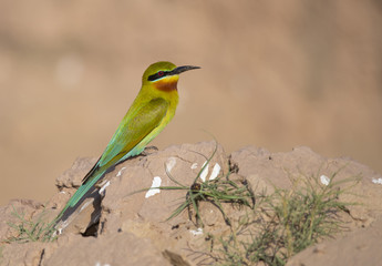 Blue tailed bee eater