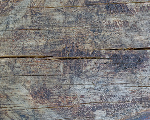 tree trunk cut closeup, wood background