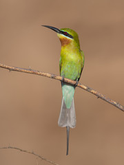 Blue tailed bee eater