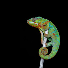 Fototapeta premium żywy gad kameleon
