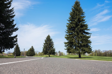 Fototapeta premium Green spring sunny city park with asphalt road and beautiful trees alley