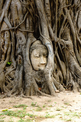 A temple in Ayutthaya with the head of the Buddha hidden in the banyan tree.