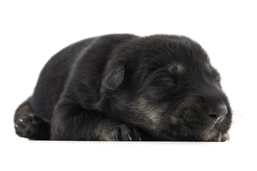 Indian Street Small Dog Also Know as Puppy Dog or Black Puppy Dog isolated on White Background