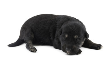 Fototapeta premium Indian Street Small Dog Also Know as Puppy Dog or Black Puppy Dog isolated on White Background