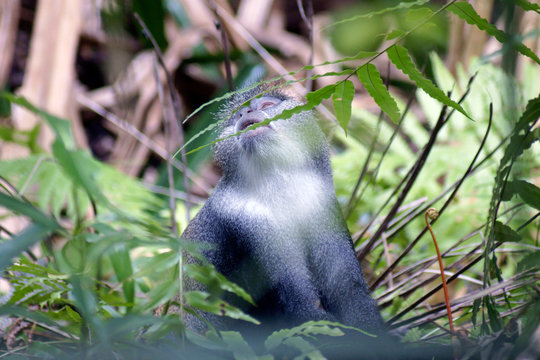 Colobusaffen auf Sansibar