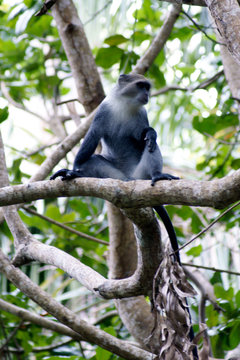 Colobusaffen auf Sansibar