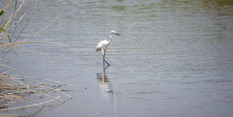 夏羽のダイサギ、福岡、日本