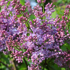 Blossoms of violet Lilac, Syringa vulgaris