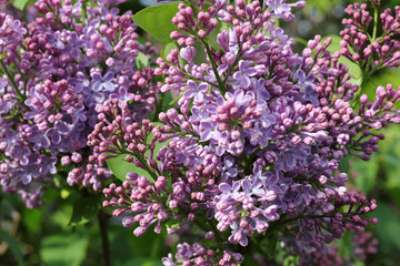 Obraz premium Blossoms of violet Lilac, Syringa vulgaris