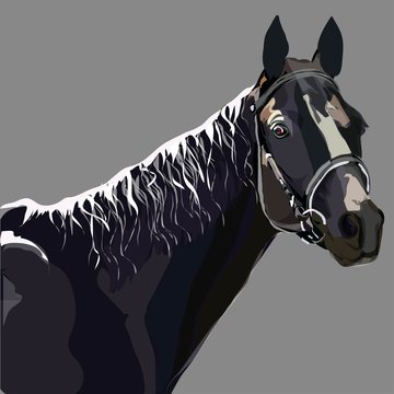 Illustration of a gray horse.