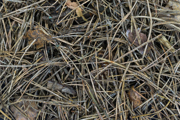 Close up and Sharp Background of Pine Needles and Old Leaves