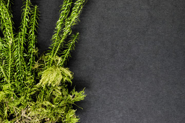 Little Bunch of Moss on Black Background Surface with Free Space