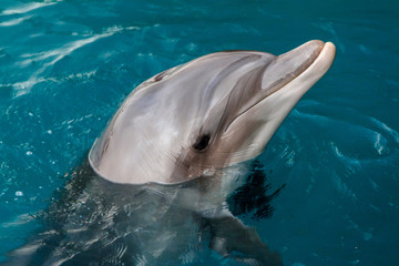 The yong Bottlenose dolphin is swimming in red sea