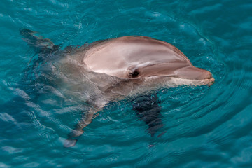 Naklejka premium The yong Bottlenose dolphin is swimming in red sea