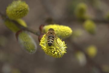 bee on a tsetushchy tree