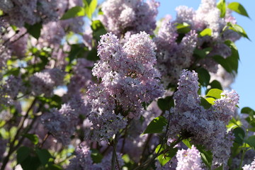 Blooming lilac in the garden