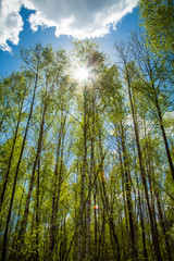 Green forest and blue sky.