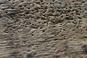 texture of the old spoiled wood damaged by woodworm