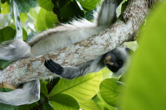 Colobus-Affen auf Sansibar