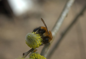 bumblebee on a tsetushchy tree