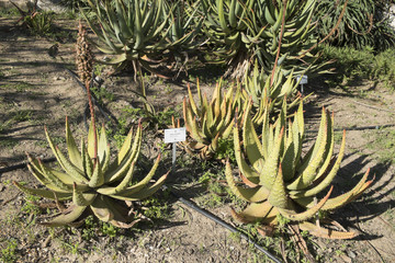 aloe aculeata.