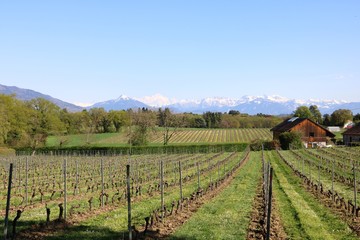 Fototapeta na wymiar Vineyards in Switzerland, facing Mont Blanc.
