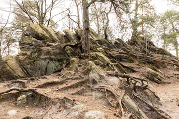 forest dörenther klippen with mountain