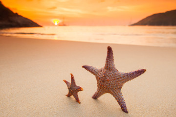 Fototapeta na wymiar Starfish on beach